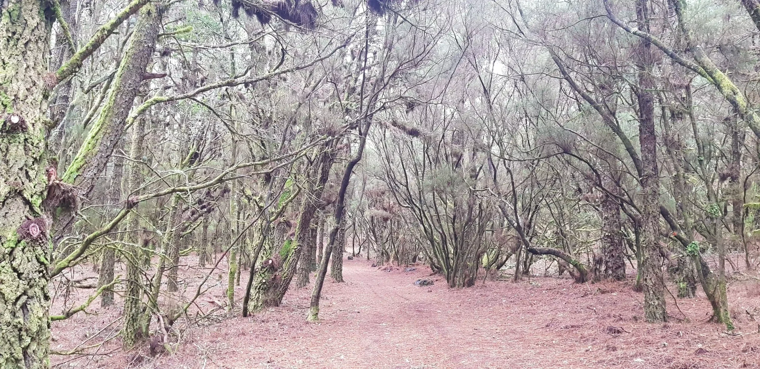 geoparque-el-hierro-70